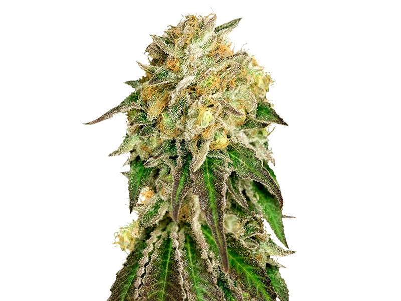 Сорт Amherst Sour Diesel от Humboldt Seeds Amherst Sour Diesel