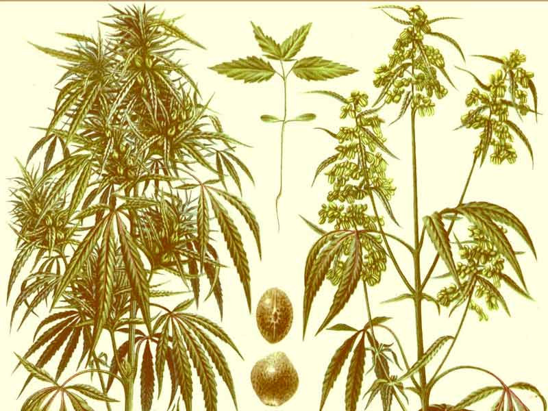 О кустах конопли Женский и мужской куст конопли