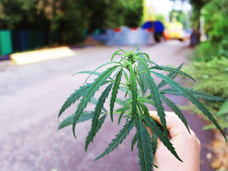 Фотография дички Внешний вид рудералиса