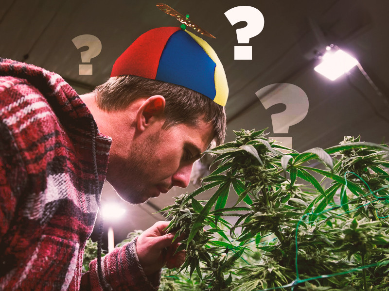 Перед выращиванием конопли нужно подготовится Новичок в грове конопли