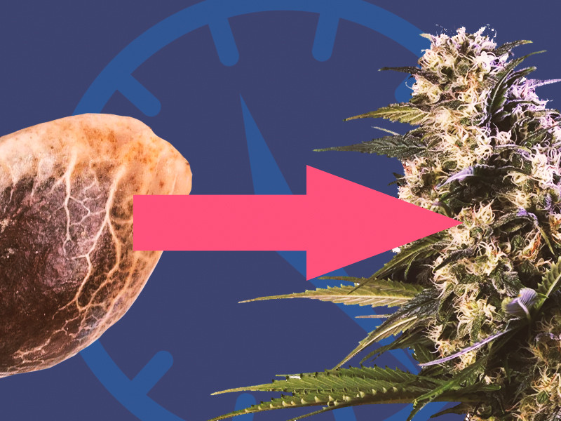 Время от начала прорастания и до харвеста Время от семки до сбора урожая конопли