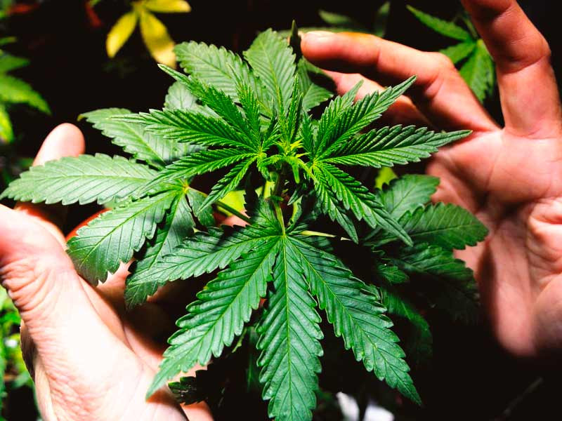 Создайте для конопли идеальные условия вегетации Условия для здоровой вегетации конопли