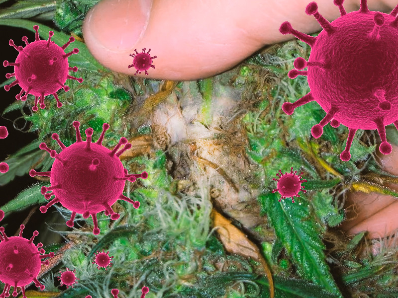 Белая плесень на конопле от повышенной влажности и плохой проветриваемости Белая плесень на конопле