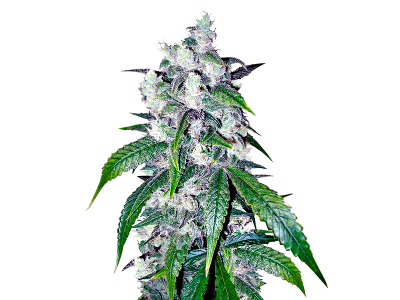 Очень индичный Afghan Kush от сидбанка Семяныч Afghan Kush от Семяныча