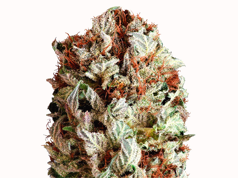 Extreme Impact Auto от Heavyweight Seeds Extreme Impact Auto