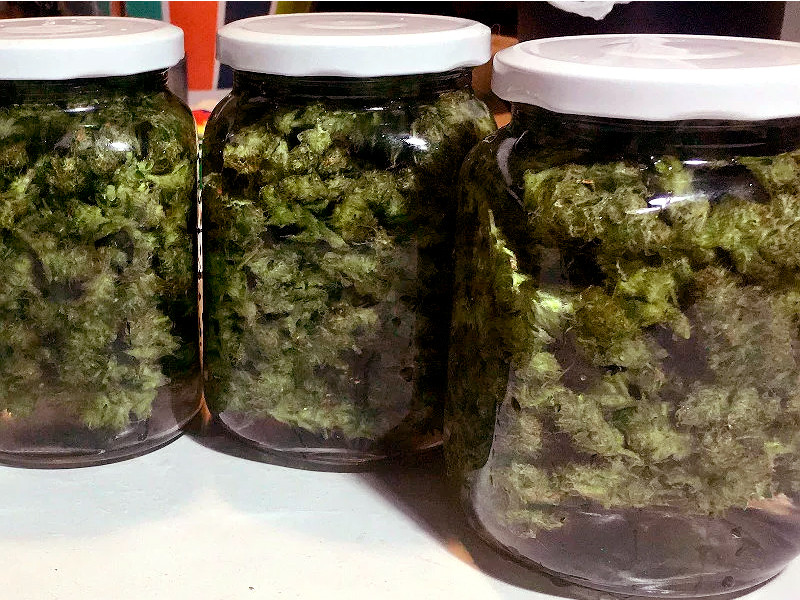 Водная пролечка - лучший способ для конопли на минералке Пролечка шишек конопли водой