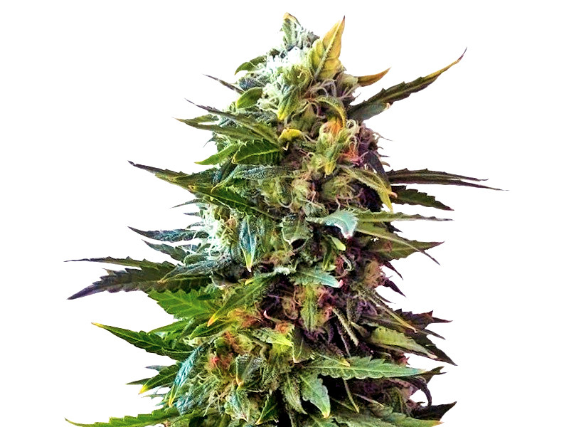 Crime Caramel Auto от «Семяныча» Crime Caramel Auto