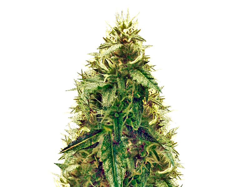 AK-49 Auto от Vision Seeds AK-49 Auto