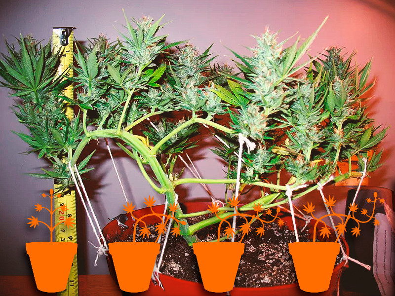 Техника пригибания (LST) для повышения урожайности автоцветов LST подгиб конопли