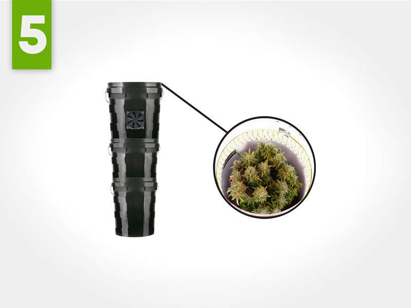 Выращивание конопли в гроубоксе Каннабис в стелс-боксе