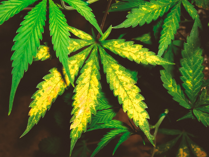 Дефицит удобрений у конопли Нехватка азота у конопли