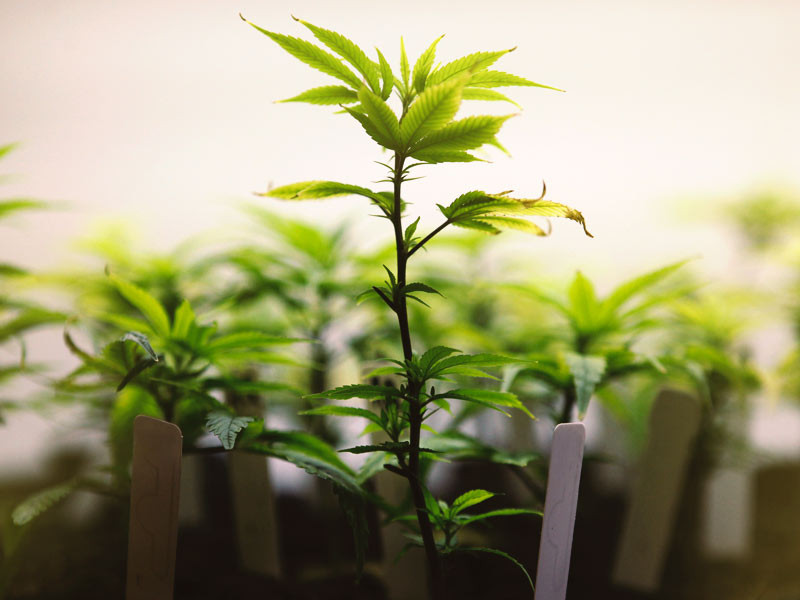 Конопля на веге Клон конопли на вегетативной фазе