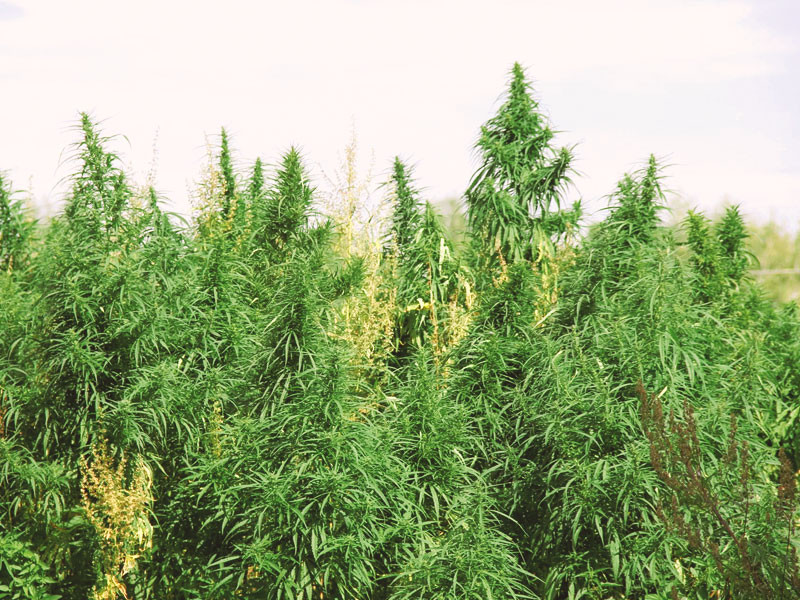 Нет эффекта от дички Эффект от дикорастущей конопли