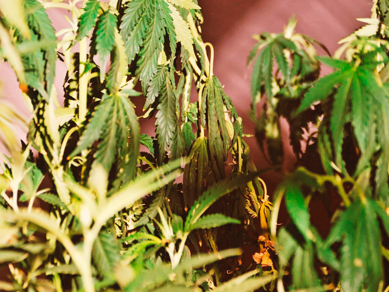 Нарушение режима полива конопли Избыток или недостаток воды при выращивании конопли