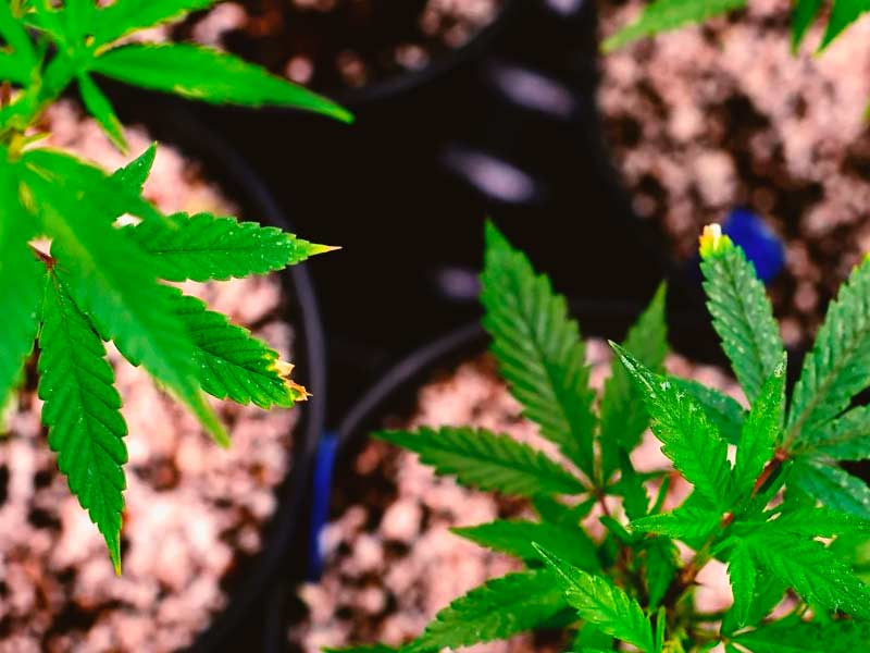 Вегетация - фаза начала активного набора массы растения Кустики конопли на вегетативной стадии