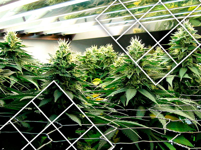 ScrOG сетка для конопли увеличит урожайность и не даст кусту быть высоким Метод ScrOG для контроля высоты конопли и повышения её урожайности, ScrOG сетка