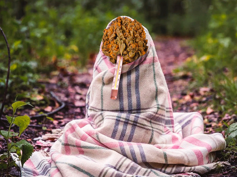 Распространенные заболевания конопли Болезни конопли