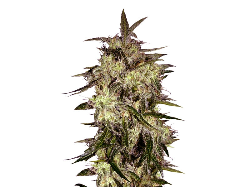 Lemon OG Haze Automatic - низкорослая авто-сатива Lemon OG Haze Automatic - неприхотливый и низкорослый сорт сативной конопли