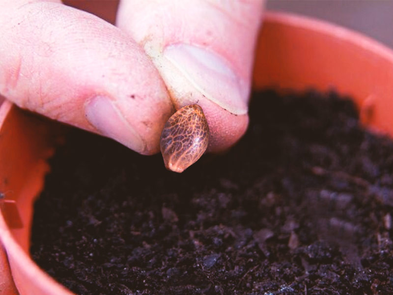 Перед высадкой семян конопли в грунт их лучше прорастить Посадка семян конопли в грунт без проращивания