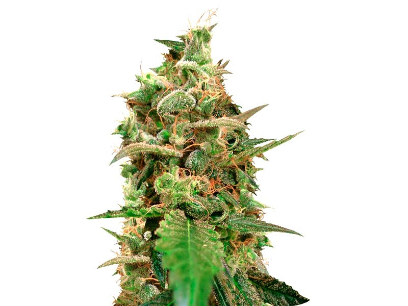 Auto AK от сидбанка «Семяныч» Auto AK «Семяныч»