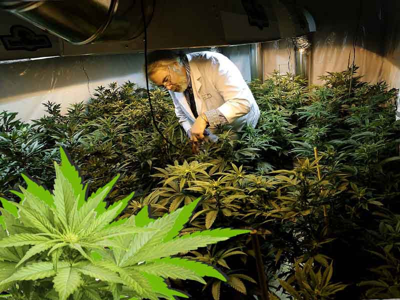 Когда наступают сроки для пересадки марихуаны Сроки пересадки конопли