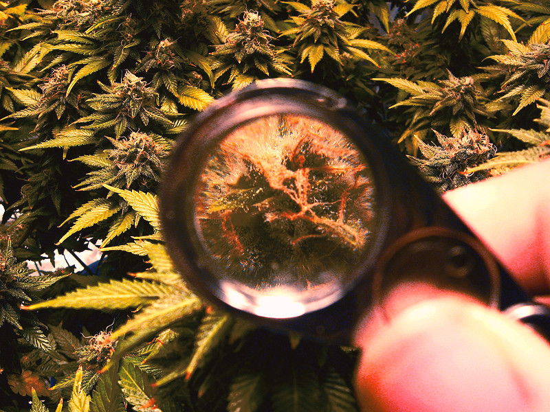 Профилактика плесени на марихуане Как избежать появление плесени на конопле