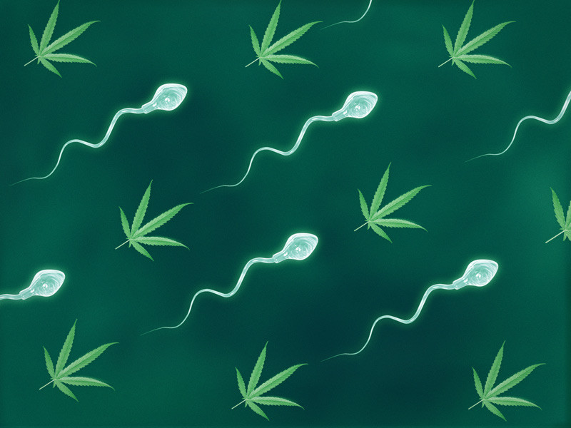 Конопля и мужское здоровье Исследование пользы марихуаны для здоровья