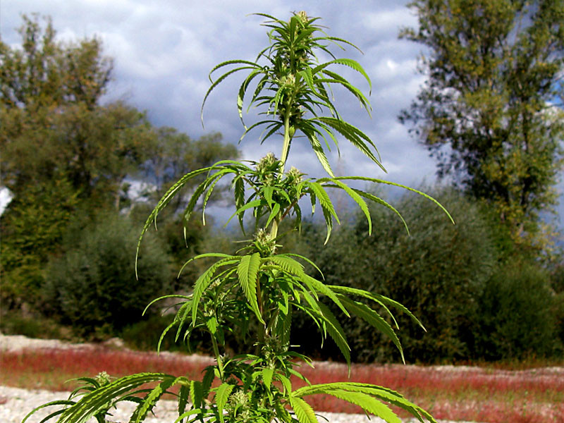 Дикорастущая конопля и её особенности Особенности дикорастущей конопли