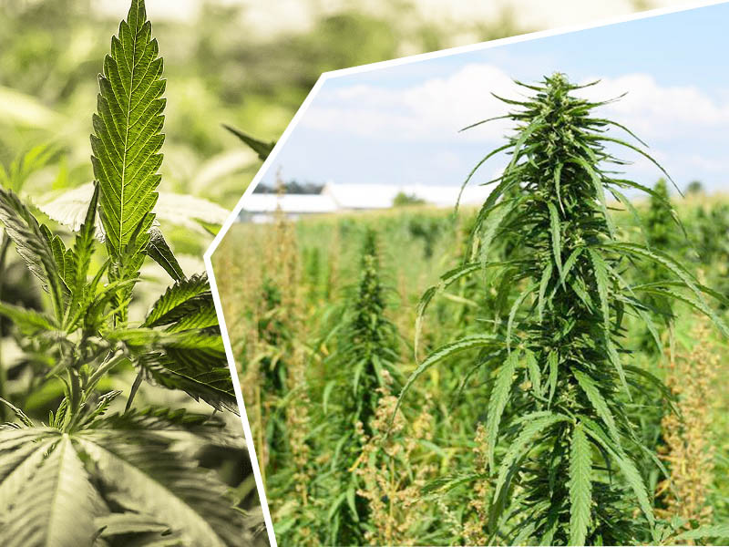 Посевная конопля и как её распознать О посевной конопле