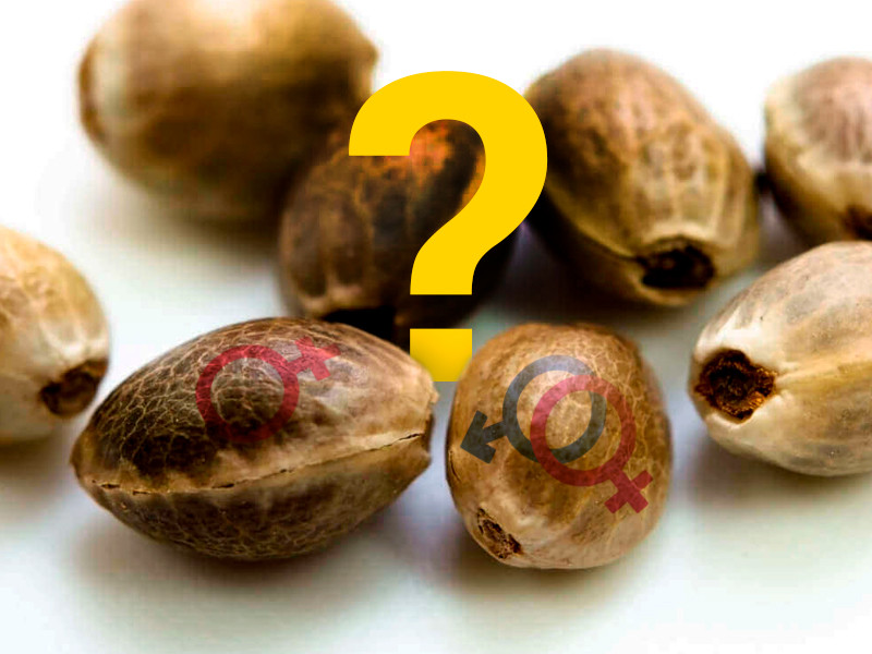 Обязательно разберитесь с видом семян перед посадкой Регулярные и феминизированные семена конопли