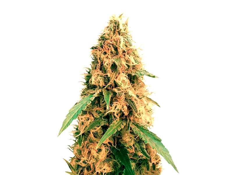 Jack Mist Tree от KFC Seeds Jack Mist Tree