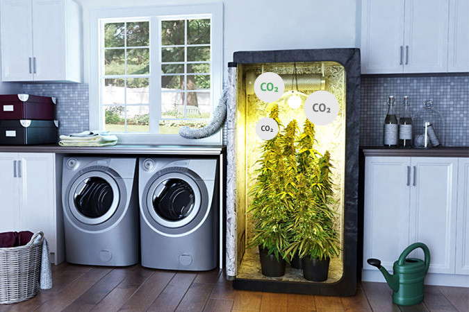 Значимость CO2 для конопли Значимость CO2 для марихуаны