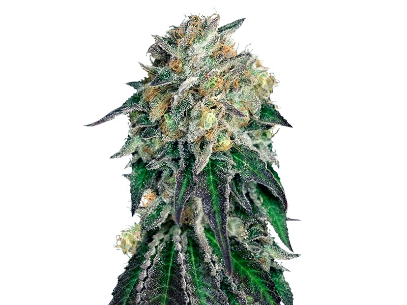 Мощный сорт конопли Amherst Sour Diesel Amherst Sour Diesel