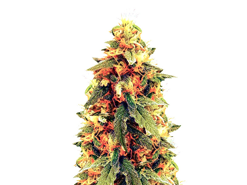 Nothern Lights auto - автоцветущее северное сияние Сорт конопли Nothern Lights auto