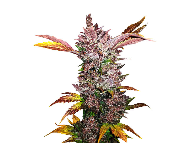 Психоделический сорт конопли LSD LSD - трип сорт конопли