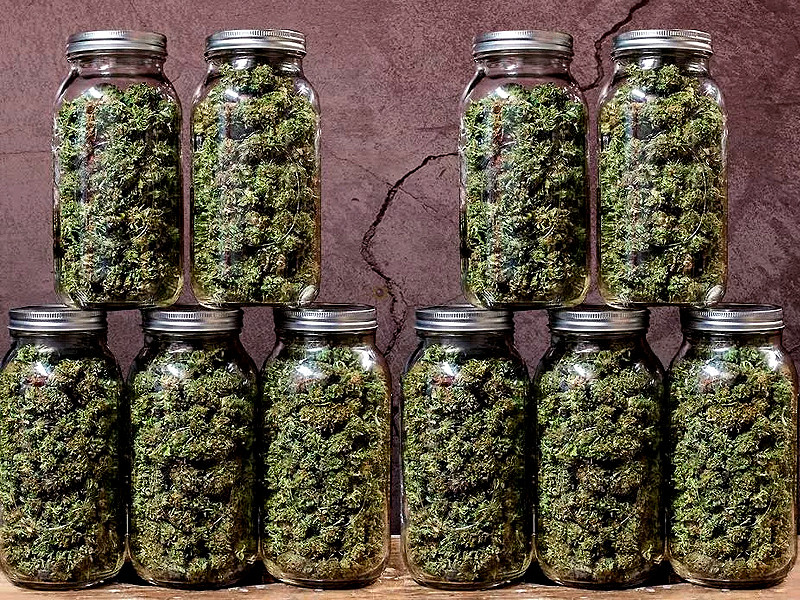 Конопля в стеклянных банках Пролечка бошек марихуаны в стеклянных банках
