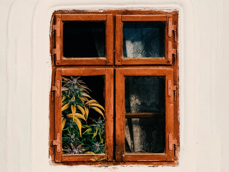 Выращивание марихуаны в домашних условиях Конопля в домашних условиях