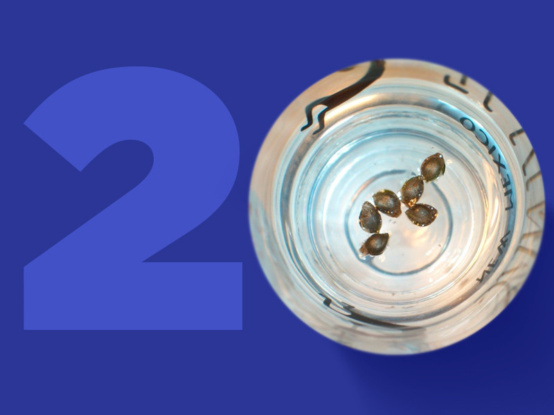 Замачивание семян конопли в течении 1-2 суток Замачивание семян конопли перед проращиванием