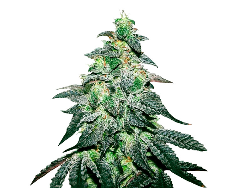 Golosa до 26% ТГК Сорт конопли Golosa до 26% ТГК