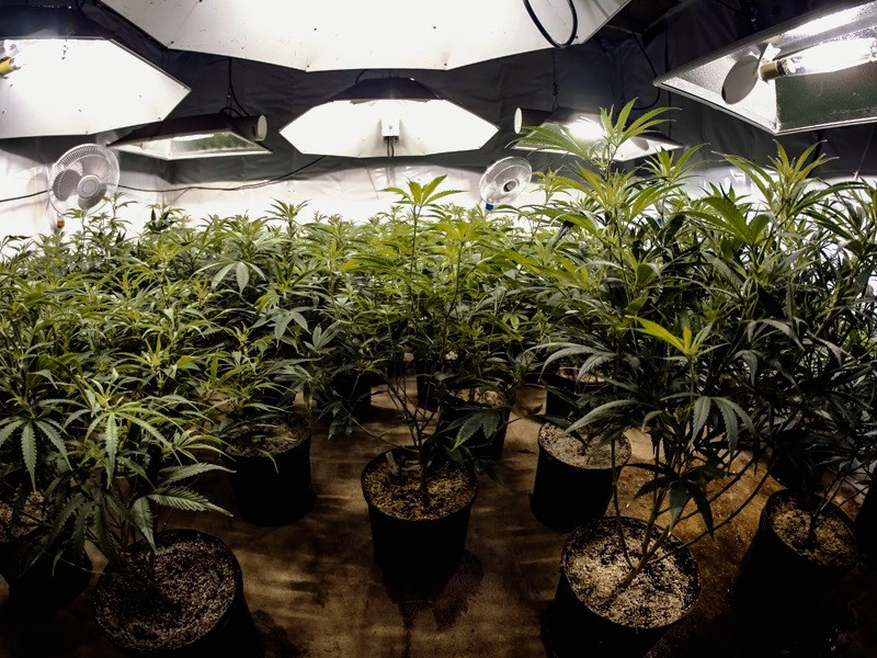 Профессиональное выращивание конопли в гроуруме дает большие урожаи Выращивание конопли в гроуруме