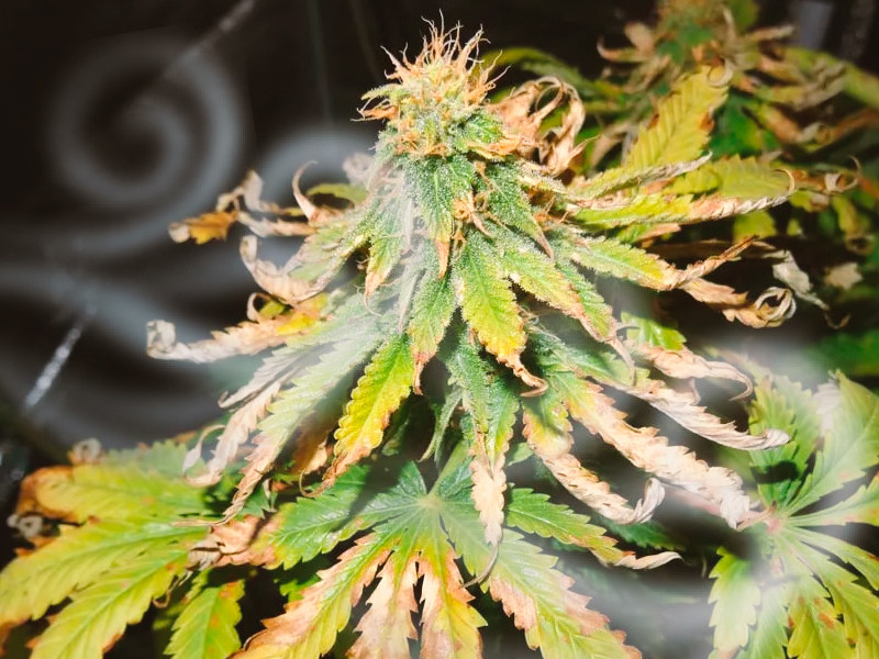 Ветровой ожег конопли от вентилятора Ветровой ожог марихуаны