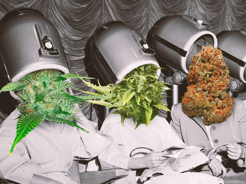 Быстрая сушка конопли Быстрая сушка конопли