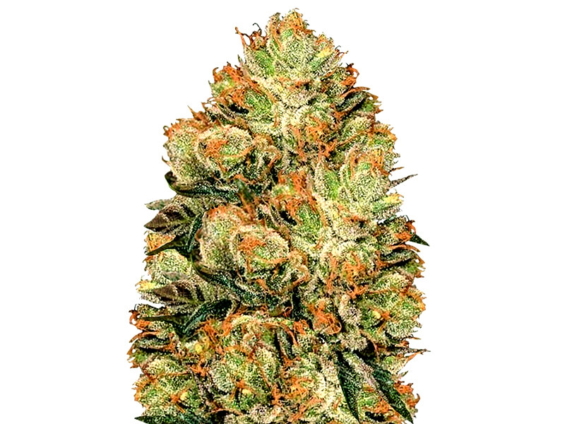 Сорт HulkBerry от RQS HulkBerry