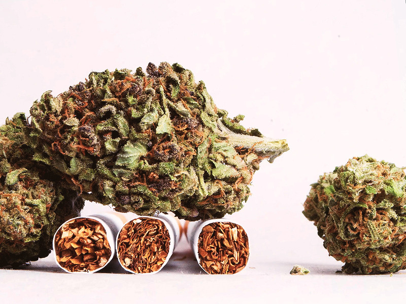 Вред табакокурения против вреда от конопли Вред табака и конопли