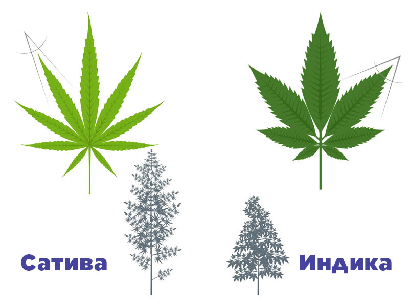 Особенности Сативы Отличия между сативой и индикой