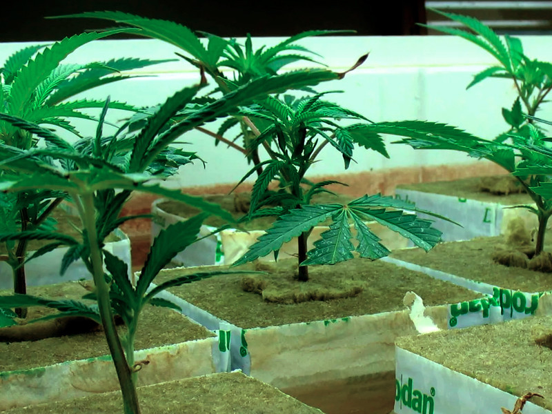 Выращивание марихуаны в минеральной вате Минеральная вата для конопли