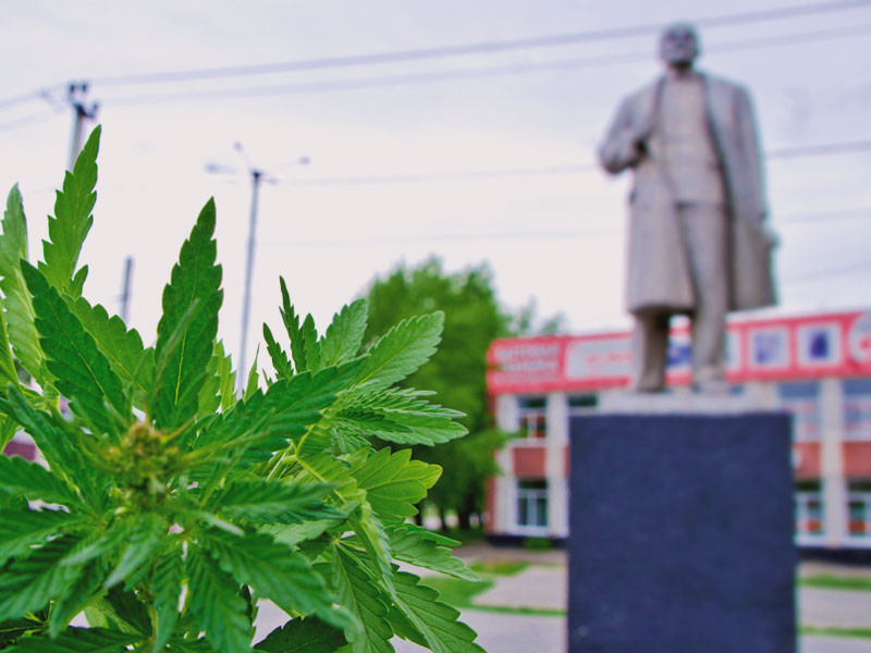 Автоцветение конопли начинается с рудералиса Иммунитет у дички