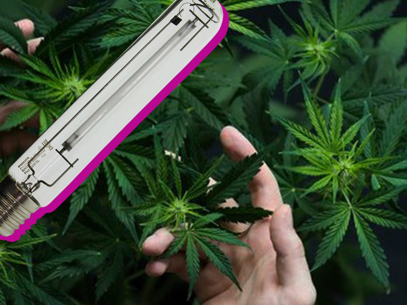 Какие преимущества есть у ДНаТ ламп при выращивании конопли Преимущества ДНаТ ламп для гровинга каннабиса