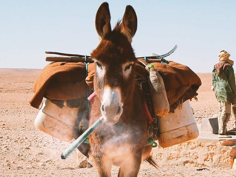 Афганская травка Афганская трава