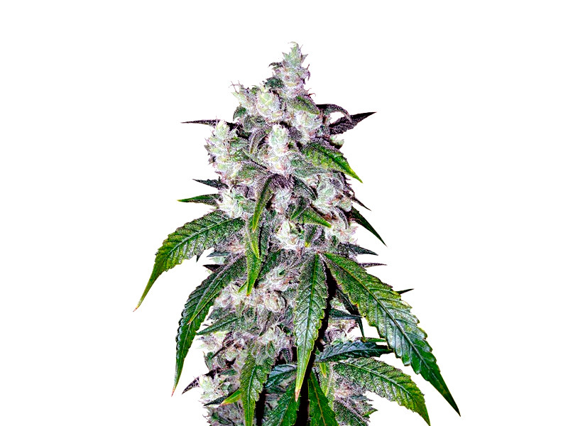 Сорт конопли Afghan Kush от сидбанка Семяныч Afghan Kush